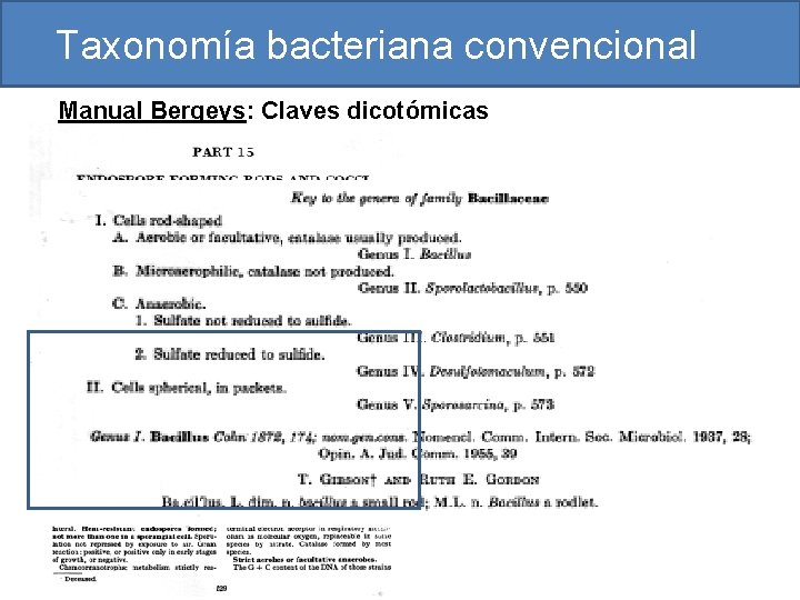 Taxonomía bacteriana convencional Manual Bergeys: Claves dicotómicas 