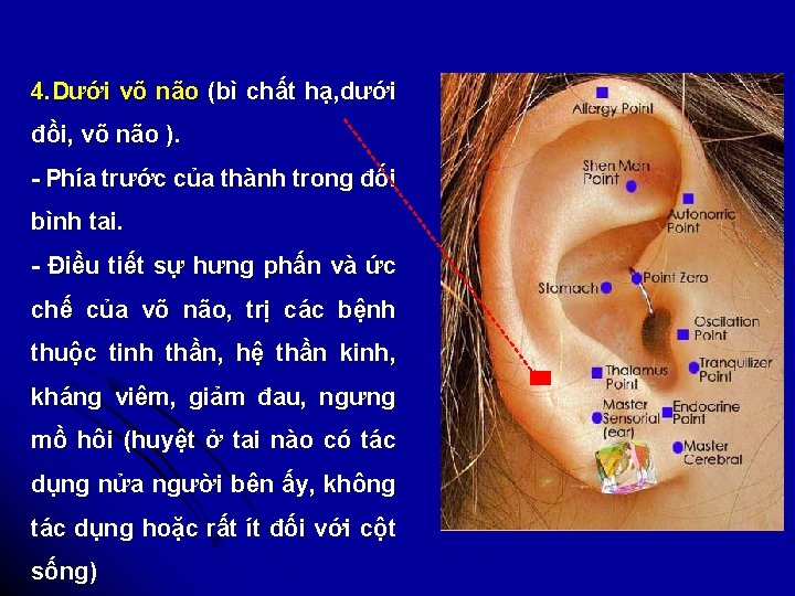 4. Dưới võ não (bì chất hạ, dưới đồi, võ não ). - Phía