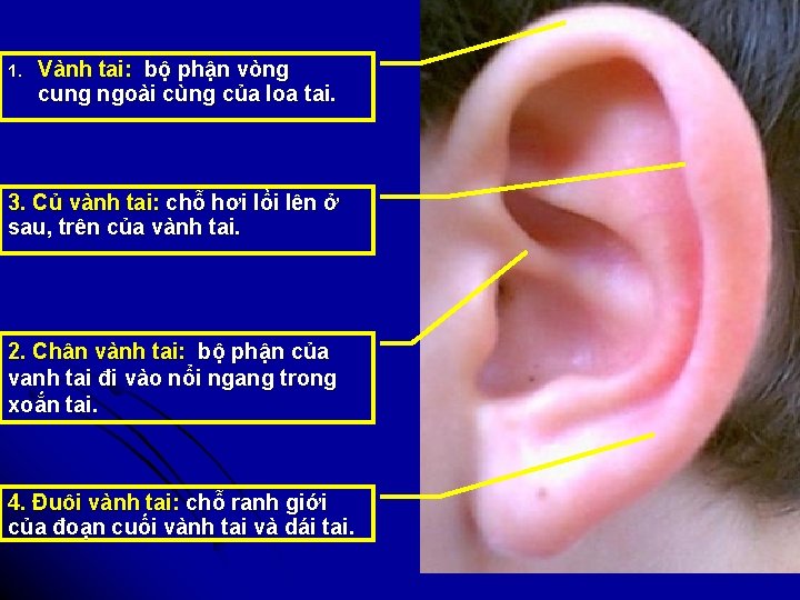 1. Vành tai: bộ phận vòng cung ngoài cùng của loa tai. 3. Củ