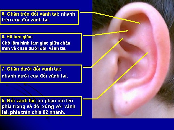 6. Chân trên đối vành tai: nhánh trên của đối vành tai. 8. Hố