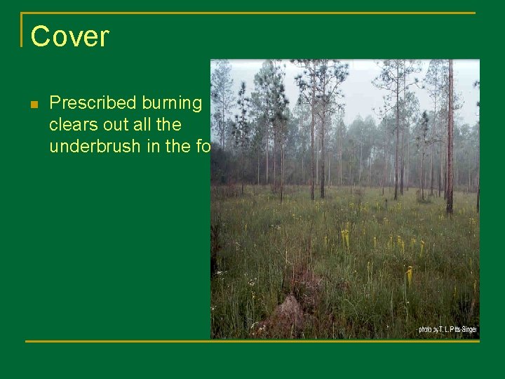 Cover n Prescribed burning clears out all the underbrush in the forest. 