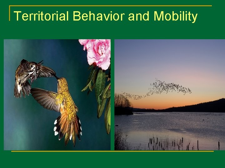 Territorial Behavior and Mobility 