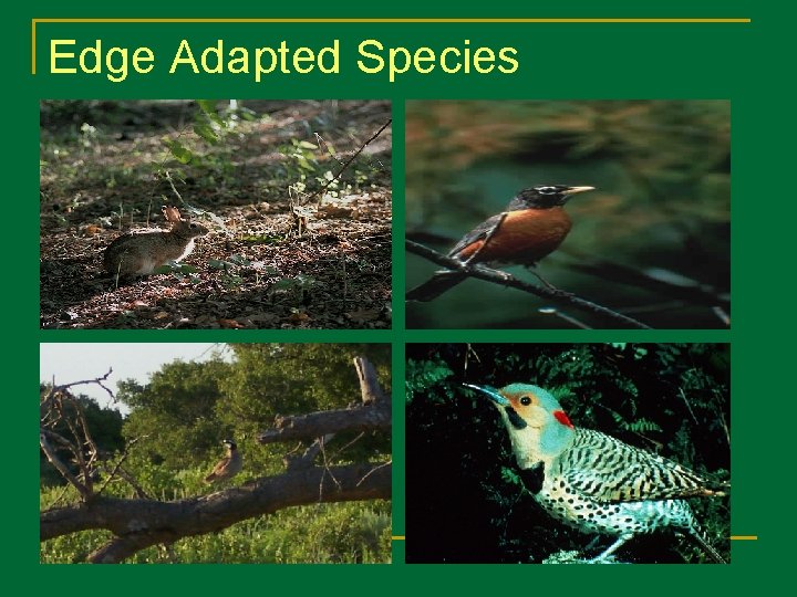 Edge Adapted Species 