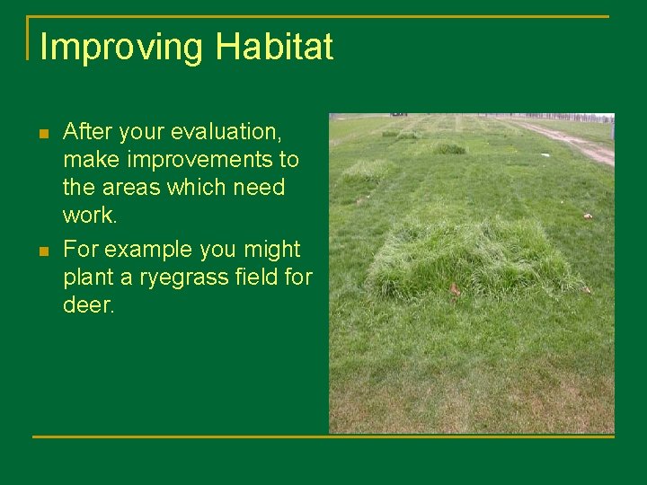 Improving Habitat n n After your evaluation, make improvements to the areas which need