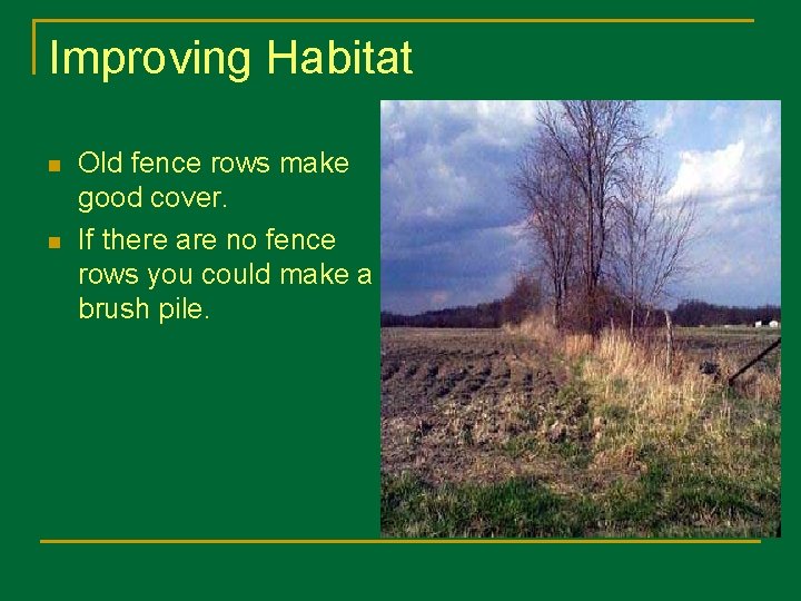 Improving Habitat n n Old fence rows make good cover. If there are no