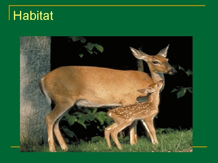 Habitat 
