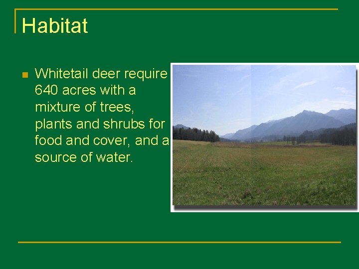 Habitat n Whitetail deer require 640 acres with a mixture of trees, plants and