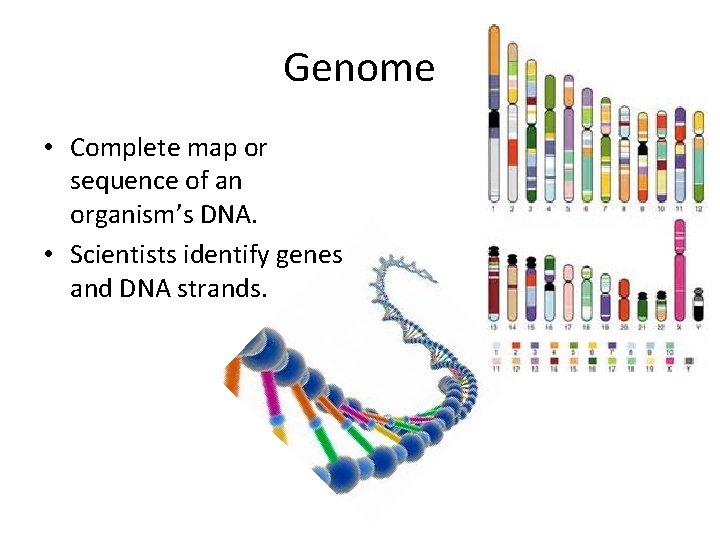 Genome • Complete map or sequence of an organism’s DNA. • Scientists identify genes