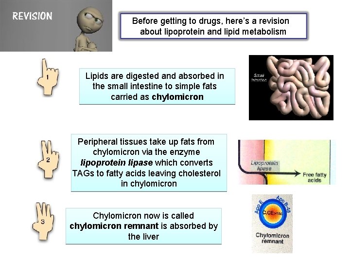 Before getting to drugs, here’s a revision about lipoprotein and lipid metabolism Lipids are