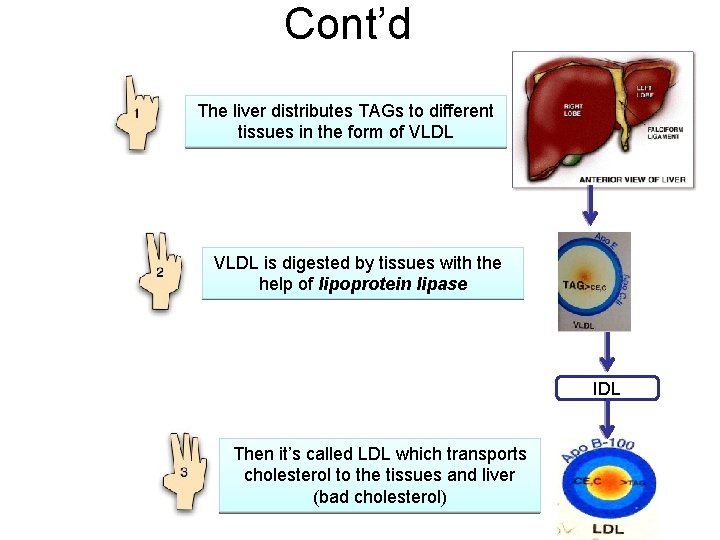 Cont’d The liver distributes TAGs to different tissues in the form of VLDL is