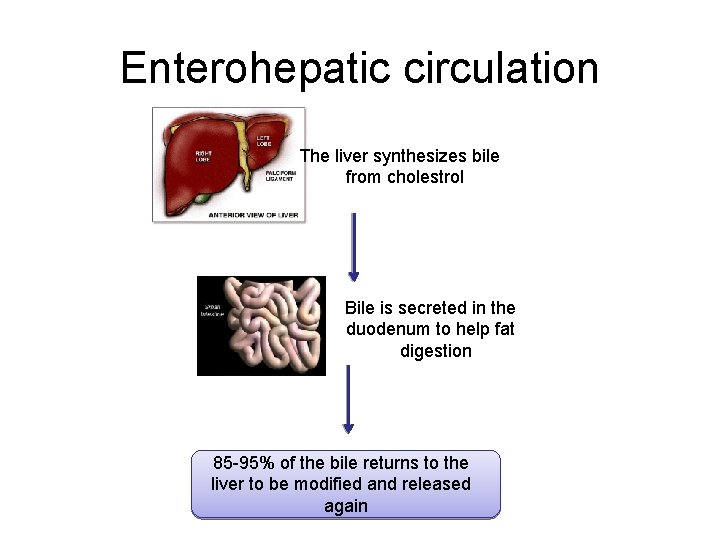 Enterohepatic circulation The liver synthesizes bile from cholestrol Bile is secreted in the duodenum