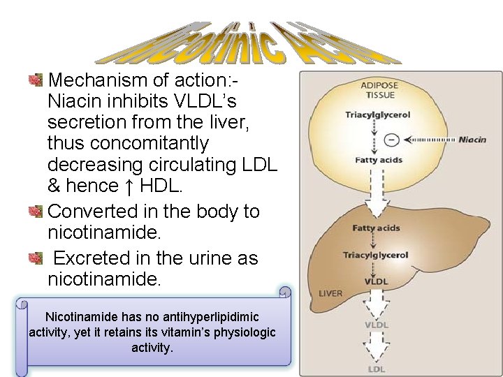 Mechanism of action: Niacin inhibits VLDL’s secretion from the liver, thus concomitantly decreasing circulating
