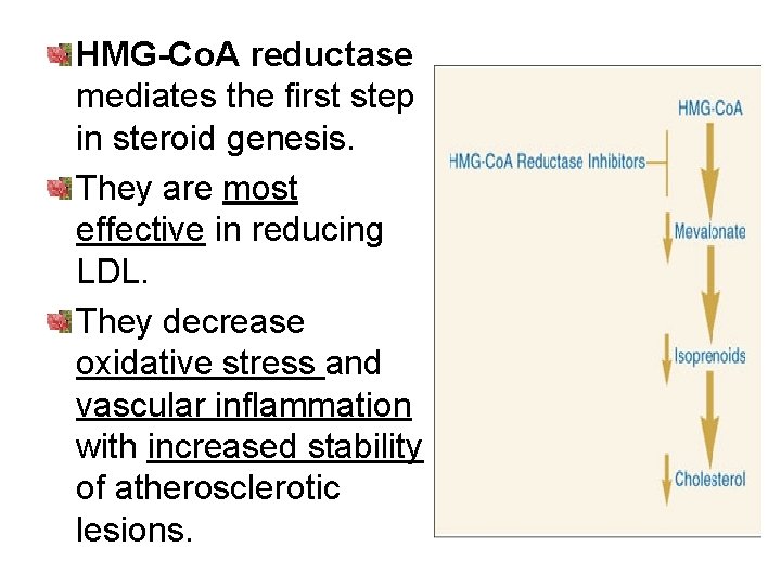 HMG-Co. A reductase mediates the first step in steroid genesis. They are most effective