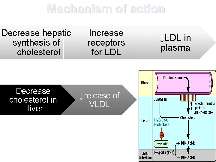 Mechanism of action Decrease hepatic synthesis of cholesterol Decrease cholesterol in liver Increase receptors
