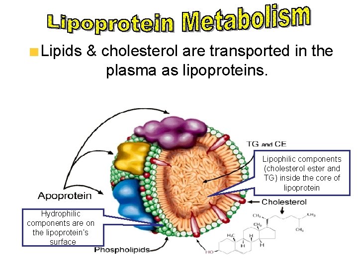 Lipids & cholesterol are transported in the plasma as lipoproteins. Lipophilic components (cholesterol ester