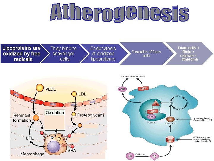 Lipoproteins are oxidized by free radicals They bind to scavenger cells Endocytosis of oxidized