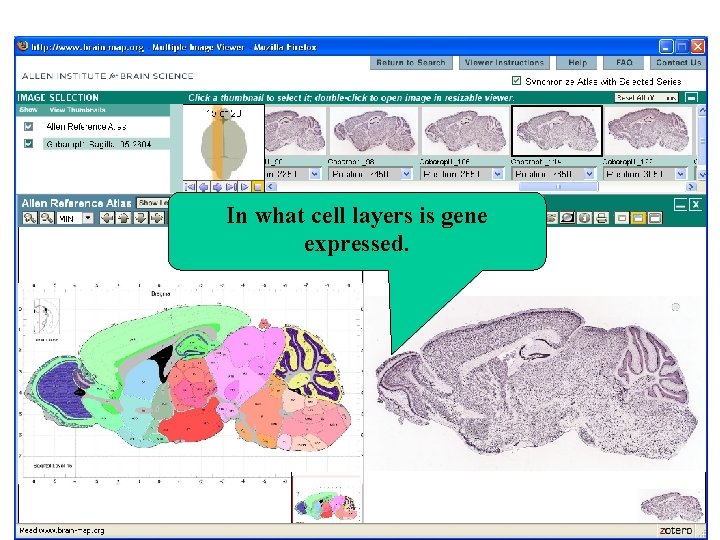 In what cell layers is gene expressed. 