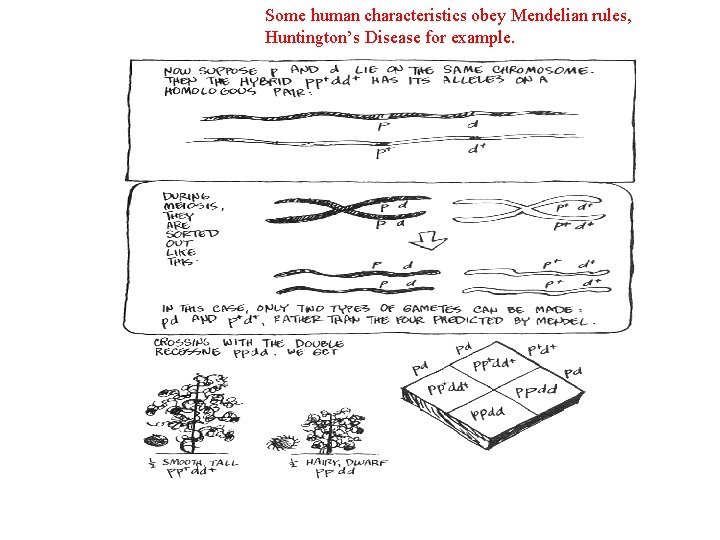 Some human characteristics obey Mendelian rules, Huntington’s Disease for example. 