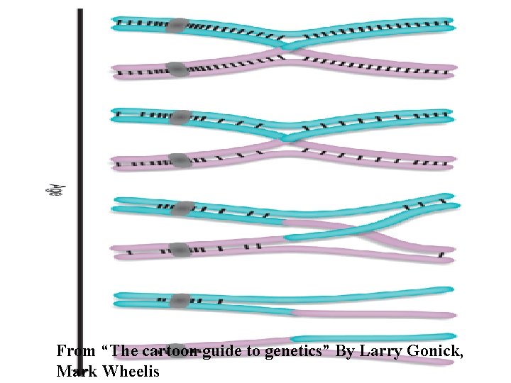 From “The cartoon guide to genetics” By Larry Gonick, Mark Wheelis 