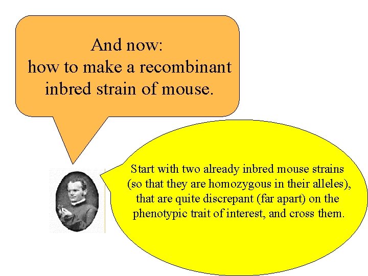 And now: how to make a recombinant inbred strain of mouse. Start with two