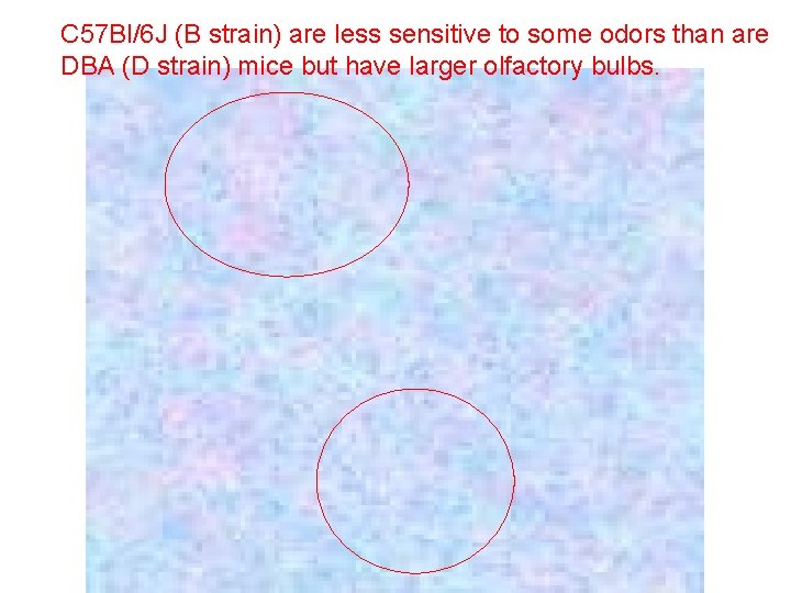 C 57 Bl/6 J (B strain) are less sensitive to some odors than are