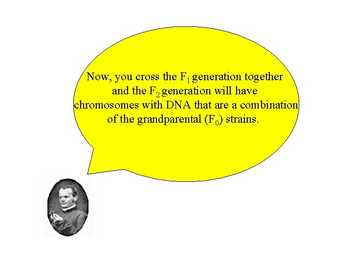 Now, you cross the F 1 generation together and the F 2 generation will