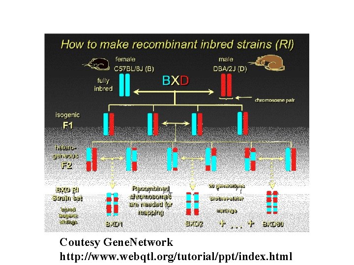 Coutesy Gene. Network http: //www. webqtl. org/tutorial/ppt/index. html 