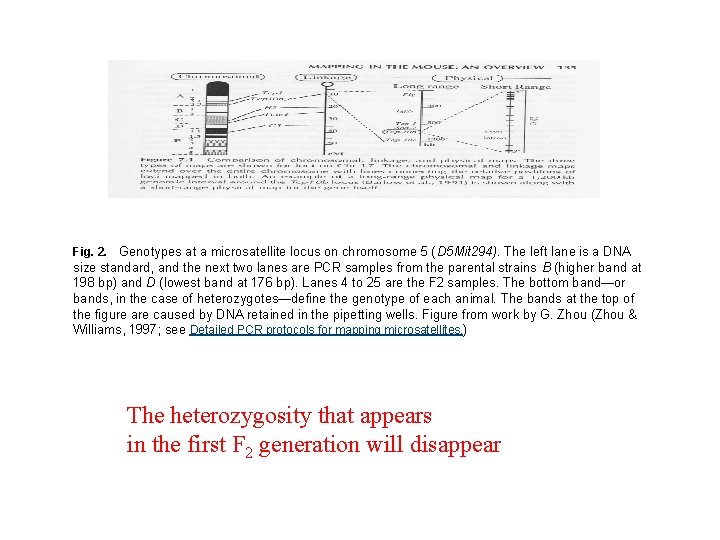 Fig. 2. Genotypes at a microsatellite locus on chromosome 5 (D 5 Mit 294).