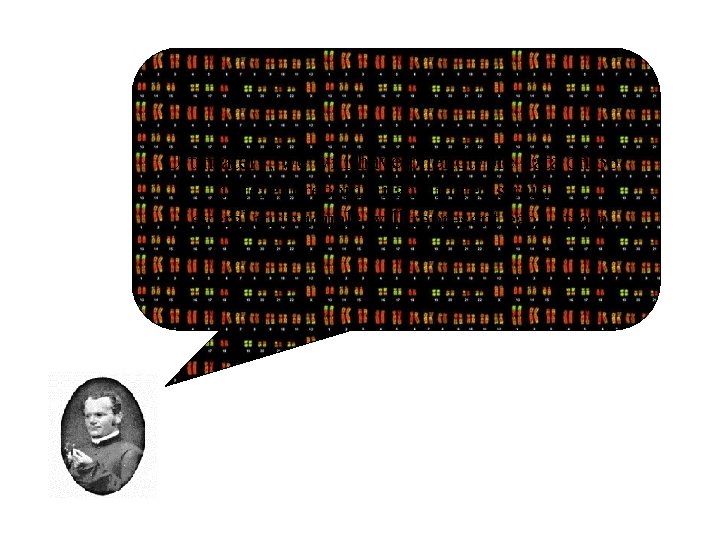 Ultimately, we will have phenotypic data on 33 different recombinant inbred strains. Several individuals