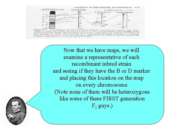 Now that we have maps, we will examine a representative of each recombinant inbred