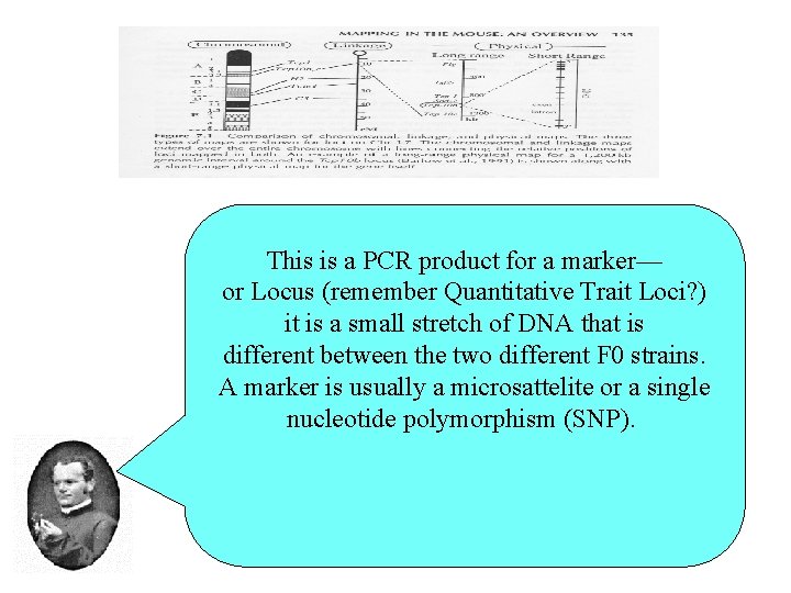 This is a PCR product for a marker— or Locus (remember Quantitative Trait Loci?
