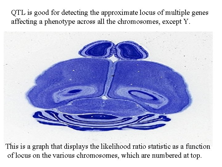 QTL is good for detecting the approximate locus of multiple genes affecting a phenotype