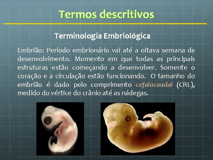 Termos descritivos Terminologia Embriológica Embrião: Período embrionário vai até a oitava semana de desenvolvimento.