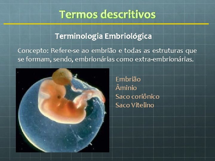 Termos descritivos Terminologia Embriológica Concepto: Refere-se ao embrião e todas as estruturas que se