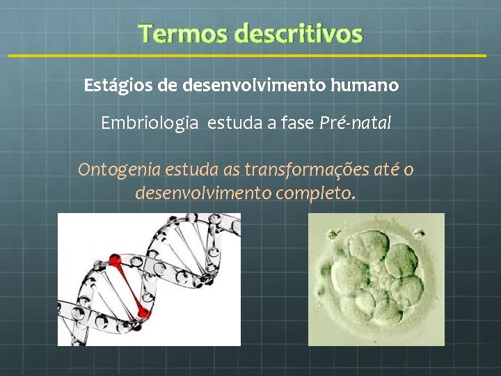 Termos descritivos Estágios de desenvolvimento humano Embriologia estuda a fase Pré-natal Ontogenia estuda as