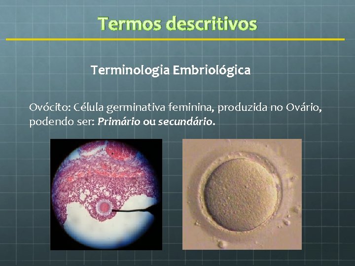 Termos descritivos Terminologia Embriológica Ovócito: Célula germinativa feminina, produzida no Ovário, podendo ser: Primário