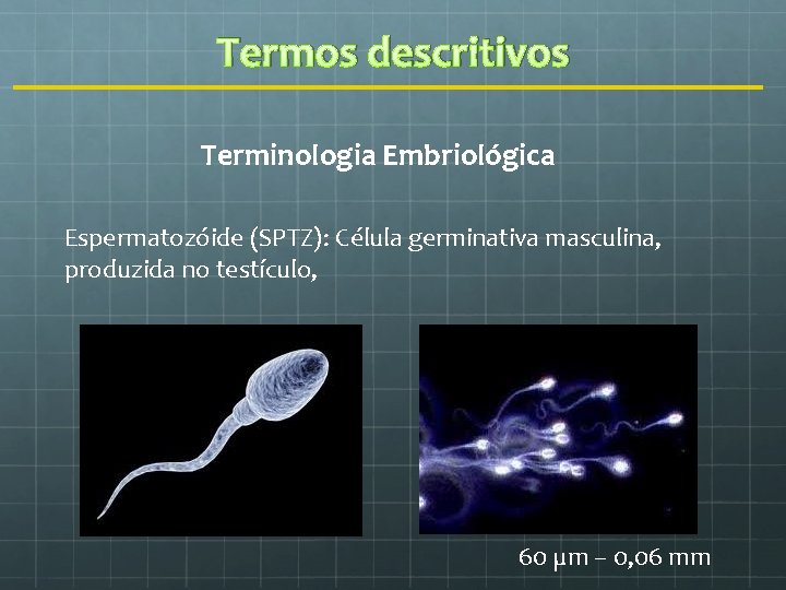 Termos descritivos Terminologia Embriológica Espermatozóide (SPTZ): Célula germinativa masculina, produzida no testículo, 60 µm