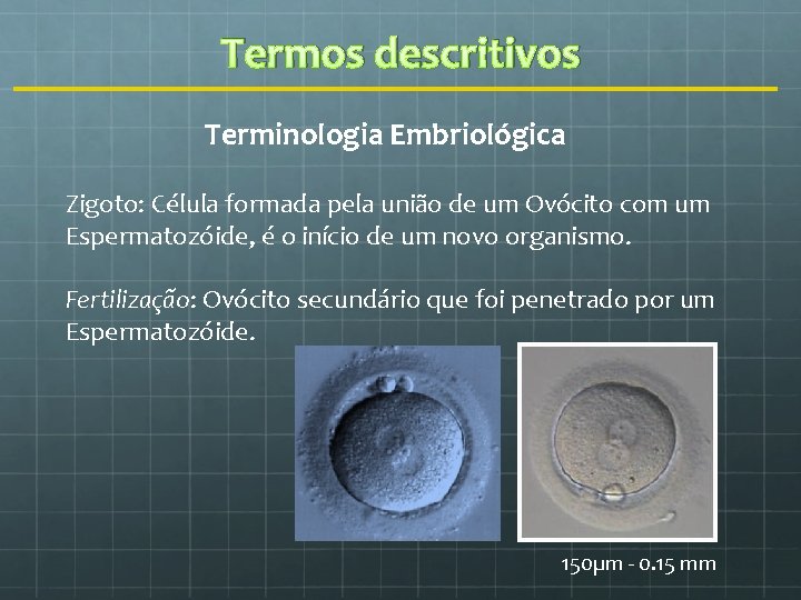 Termos descritivos Terminologia Embriológica Zigoto: Célula formada pela união de um Ovócito com um