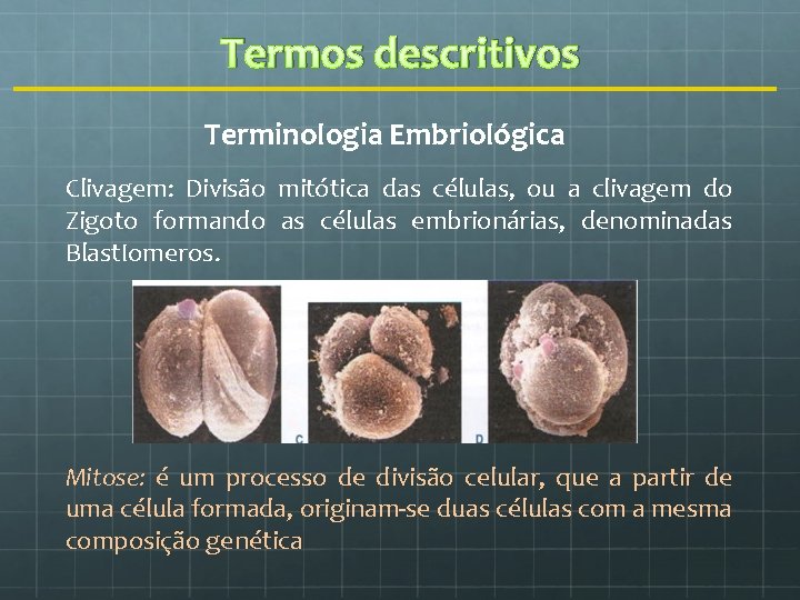 Termos descritivos Terminologia Embriológica Clivagem: Divisão mitótica das células, ou a clivagem do Zigoto