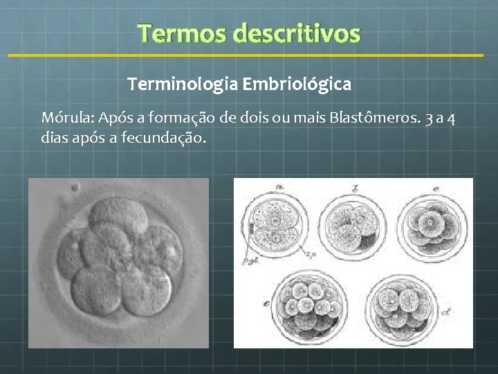 Termos descritivos Terminologia Embriológica Mórula: Após a formação de dois ou mais Blastômeros. 3