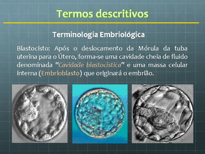 Termos descritivos Terminologia Embriológica Blastocisto: Após o deslocamento da Mórula da tuba uterina para