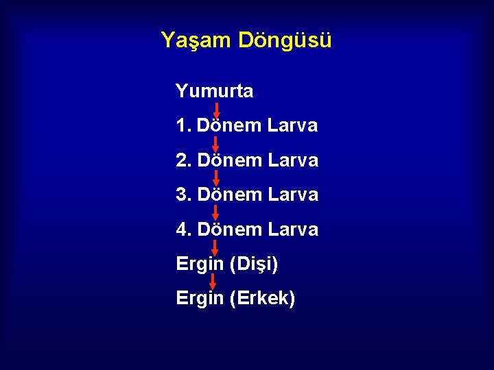 Yaşam Döngüsü Yumurta 1. Dönem Larva 2. Dönem Larva 3. Dönem Larva 4. Dönem