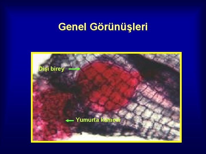 Genel Görünüşleri Dişi birey Yumurta kümesi 