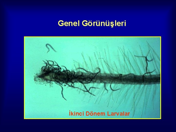 Genel Görünüşleri İkinci Dönem Larvalar 