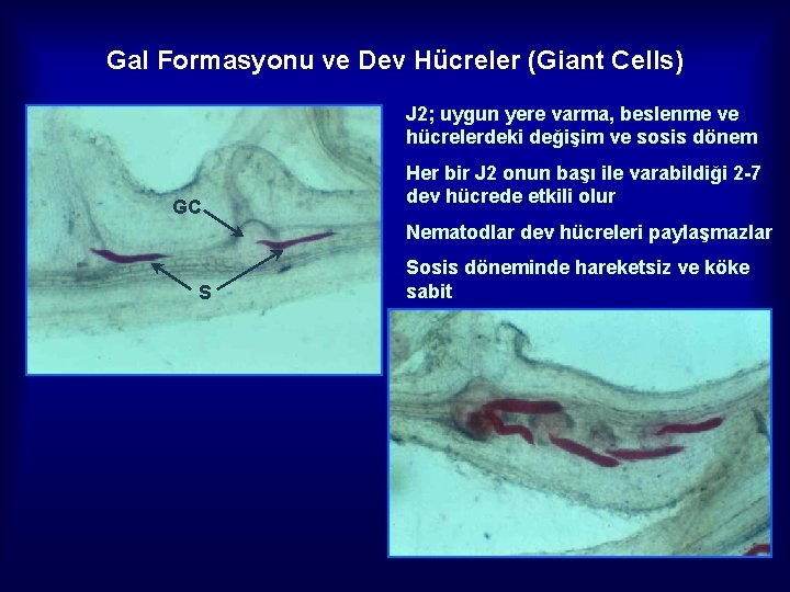 Gal Formasyonu ve Dev Hücreler (Giant Cells) J 2; uygun yere varma, beslenme ve