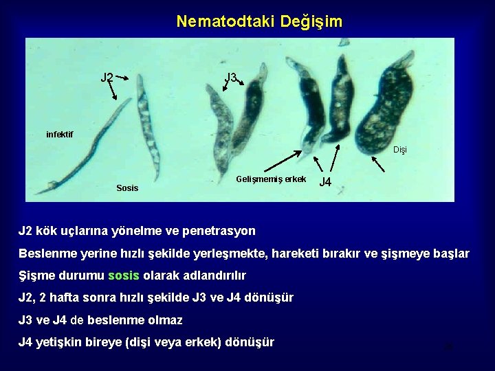 Nematodtaki Değişim J 2 J 3 infektif Dişi Sosis Gelişmemiş erkek J 4 J