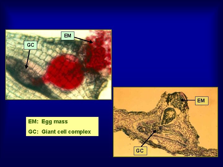 EM GC EM EM: Egg mass GC: Giant cell complex GC 27 