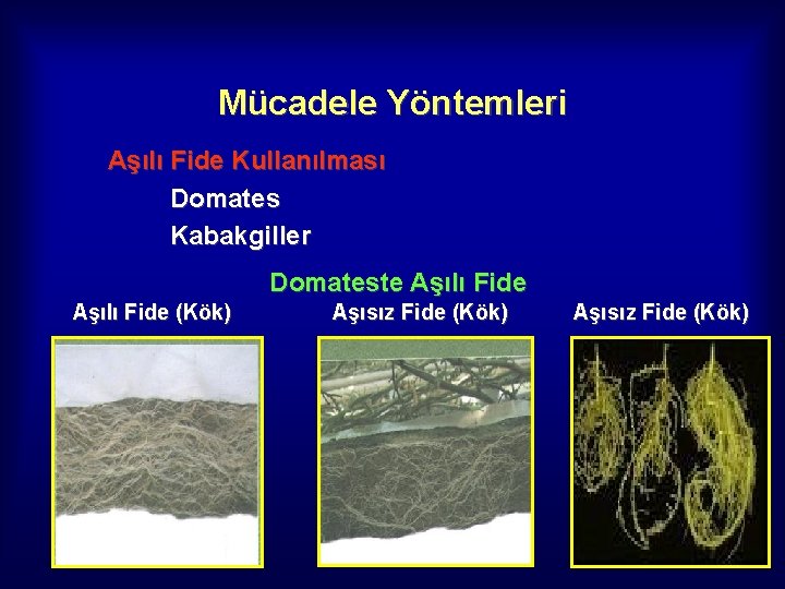 Mücadele Yöntemleri Aşılı Fide Kullanılması Domates Kabakgiller Domateste Aşılı Fide (Kök) Aşısız Fide (Kök)