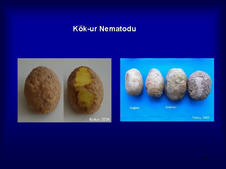 Kök-ur Nematodu 48 