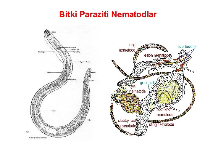 Bitki Paraziti Nematodlar 